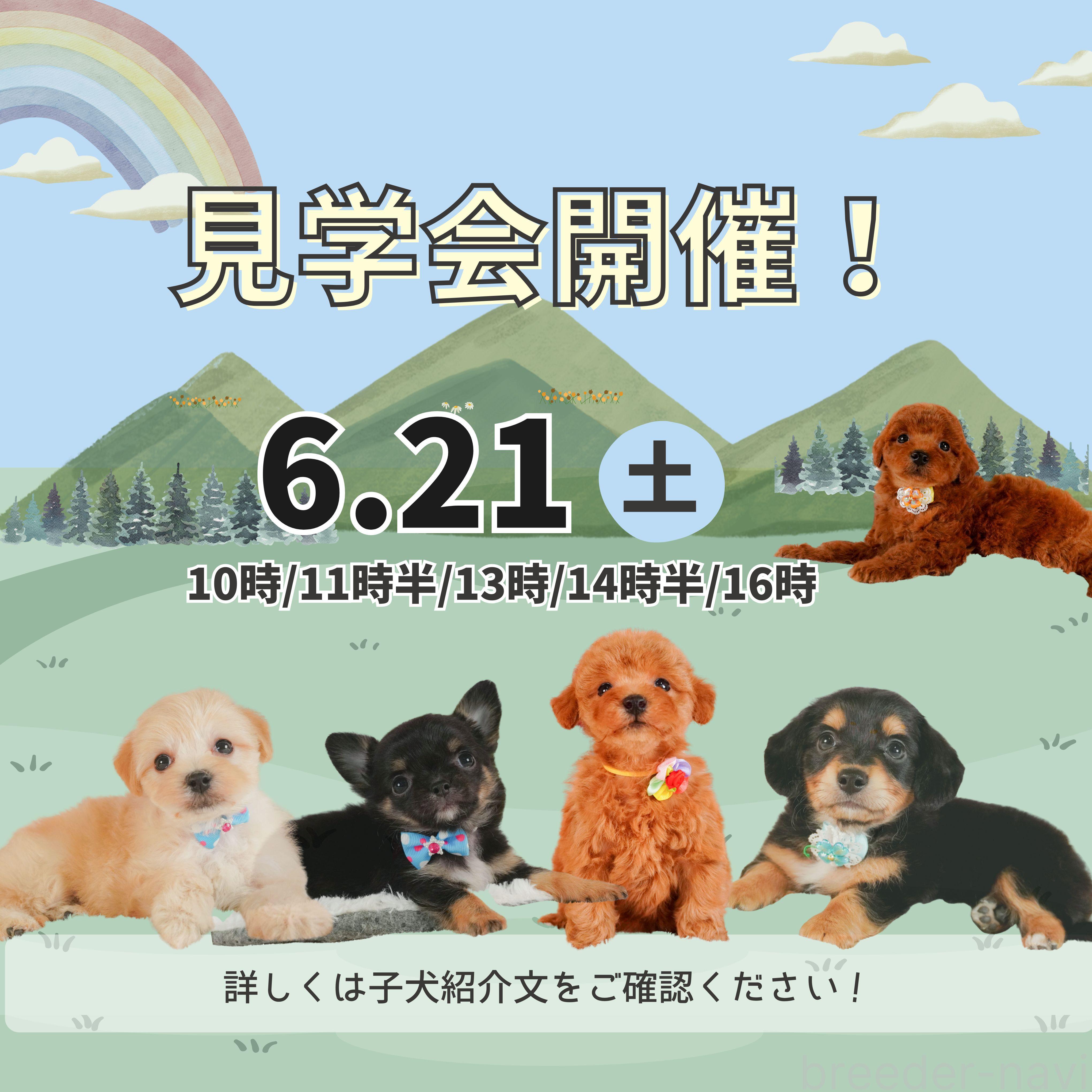 矢込晴菜ブリーダーの詳細の1枚目